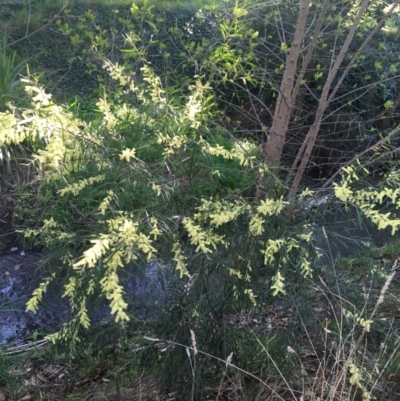 Acacia floribunda (White Sally Wattle, Gossamer Wattle) at Turner, ACT - 6 Sep 2021 by Ned_Johnston