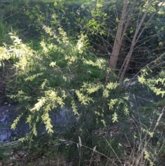 Acacia floribunda (White Sally Wattle, Gossamer Wattle) at Haig Park - 6 Sep 2021 by Ned_Johnston