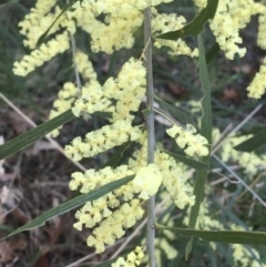 Acacia floribunda at Turner, ACT - 7 Sep 2021 08:27 AM