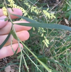 Acacia floribunda at Turner, ACT - 7 Sep 2021 08:27 AM