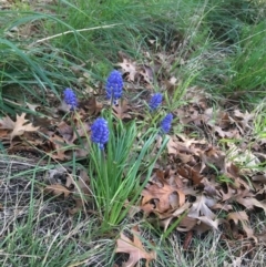 Muscari armeniacum (Grape Hyacinth) at Sullivans Creek, Turner - 6 Sep 2021 by Ned_Johnston