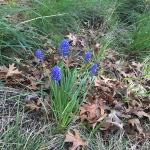 Muscari armeniacum at Turner, ACT - 7 Sep 2021 08:30 AM