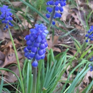 Muscari armeniacum at Turner, ACT - 7 Sep 2021 08:30 AM