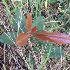 Photinia serratifolia (Chinese Photinia) at Sullivans Creek, Turner - 6 Sep 2021 by Ned_Johnston