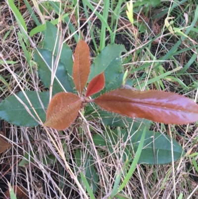 Photinia serratifolia (Chinese Photinia) at Sullivans Creek, Turner - 6 Sep 2021 by Ned_Johnston