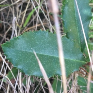 Photinia serratifolia at Turner, ACT - 7 Sep 2021 08:35 AM