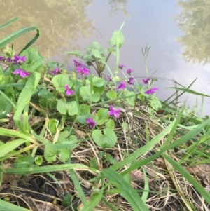 Viola odorata at Turner, ACT - 7 Sep 2021