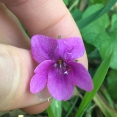 Viola odorata at Turner, ACT - 7 Sep 2021