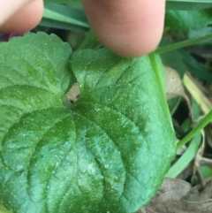 Viola odorata at Turner, ACT - 7 Sep 2021