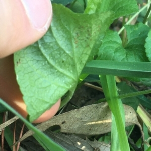 Viola odorata at Turner, ACT - 7 Sep 2021