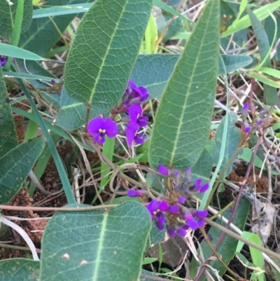 Hardenbergia violacea (False Sarsaparilla) at Sullivans Creek, Turner - 6 Sep 2021 by Ned_Johnston