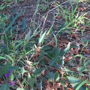 Hardenbergia violacea at Turner, ACT - 7 Sep 2021