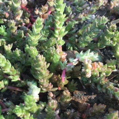 Crassula sieberiana (Austral Stonecrop) at Turner, ACT - 6 Sep 2021 by Ned_Johnston