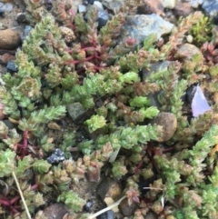 Crassula sieberiana at Turner, ACT - 7 Sep 2021