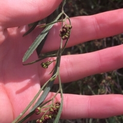 Dodonaea viscosa at Downer, ACT - 31 Aug 2021