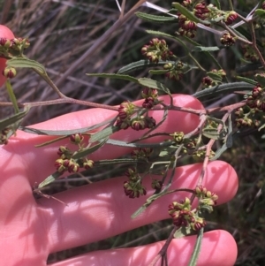 Dodonaea viscosa at Downer, ACT - 31 Aug 2021