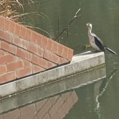 Microcarbo melanoleucos (Little Pied Cormorant) at Conder, ACT - 7 Sep 2021 by MPW