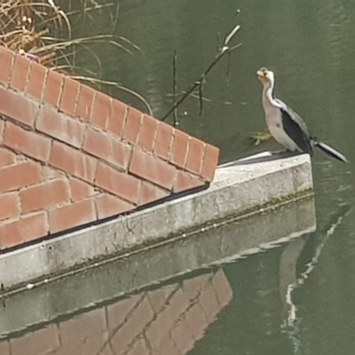 Microcarbo melanoleucos (Little Pied Cormorant) at Lanyon High School - 7 Sep 2021 by MAX
