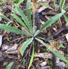 Plantago varia at Yarralumla, ACT - 5 Sep 2021