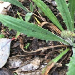 Plantago varia at Yarralumla, ACT - 5 Sep 2021 11:47 AM