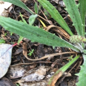 Plantago varia at Yarralumla, ACT - 5 Sep 2021