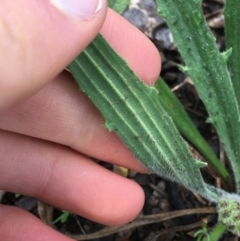 Plantago varia at Yarralumla, ACT - 5 Sep 2021