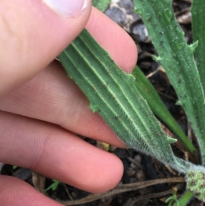 Plantago varia at Yarralumla, ACT - 5 Sep 2021