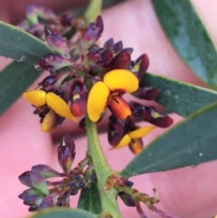 Daviesia mimosoides subsp. mimosoides at Stirling Park - 5 Sep 2021 by Ned_Johnston