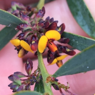 Daviesia mimosoides subsp. mimosoides at Yarralumla, ACT - 5 Sep 2021 by NedJohnston