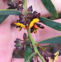 Daviesia mimosoides subsp. mimosoides at Yarralumla, ACT - 5 Sep 2021