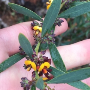 Daviesia mimosoides subsp. mimosoides at Yarralumla, ACT - 5 Sep 2021