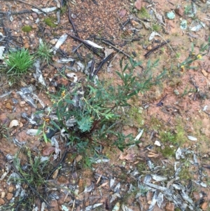 Daviesia mimosoides subsp. mimosoides at Yarralumla, ACT - 5 Sep 2021