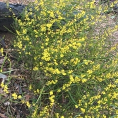 Acacia dawsonii (Dawson's Wattle) at Yarralumla, ACT - 5 Sep 2021 by NedJohnston