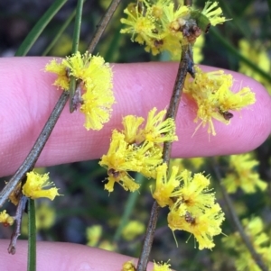 Acacia dawsonii at Yarralumla, ACT - 5 Sep 2021