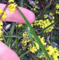 Acacia dawsonii at Yarralumla, ACT - 5 Sep 2021