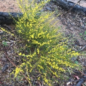 Acacia dawsonii at Yarralumla, ACT - 5 Sep 2021