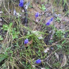 Muscari armeniacum (Grape Hyacinth) at Yarralumla, ACT - 5 Sep 2021 by Ned_Johnston