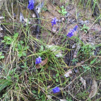 Muscari armeniacum (Grape Hyacinth) at Yarralumla, ACT - 5 Sep 2021 by NedJohnston