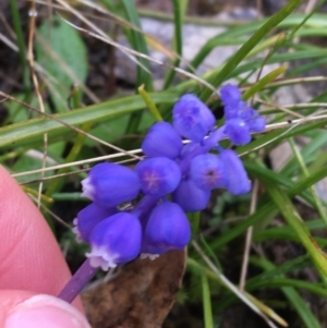 Muscari armeniacum at Yarralumla, ACT - 5 Sep 2021