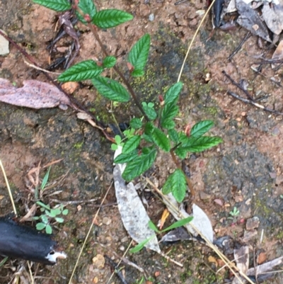 Pomaderris betulina subsp. actensis (Canberra Pomaderris) at Stirling Park - 5 Sep 2021 by NedJohnston