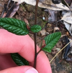 Pomaderris betulina subsp. actensis at Stirling Park - 5 Sep 2021