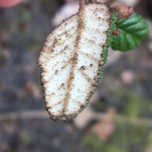 Pomaderris betulina subsp. actensis at Stirling Park - 5 Sep 2021