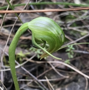 Pterostylis nutans at Aranda, ACT - suppressed