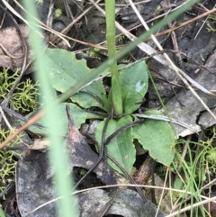 Pterostylis nutans at Aranda, ACT - suppressed