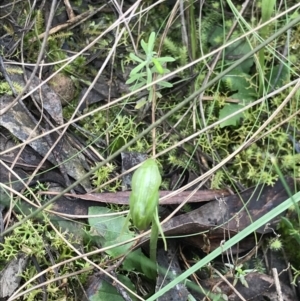 Pterostylis nutans at Aranda, ACT - suppressed