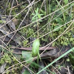 Pterostylis nutans at Aranda, ACT - 5 Sep 2021