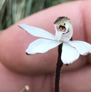 Caladenia fuscata at Aranda, ACT - 6 Sep 2021