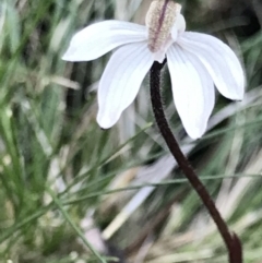 Caladenia fuscata at Aranda, ACT - suppressed