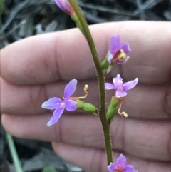 Stylidium sp. (Trigger Plant) at Aranda, ACT - 6 Sep 2021 by MattFox