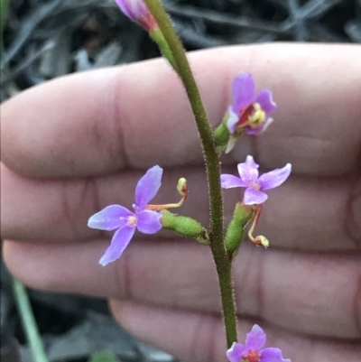 Stylidium sp. (Trigger Plant) at Aranda, ACT - 6 Sep 2021 by MattFox